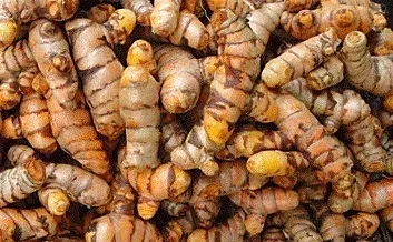 Turmeric Planting Material